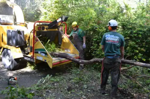 tree services Littleton